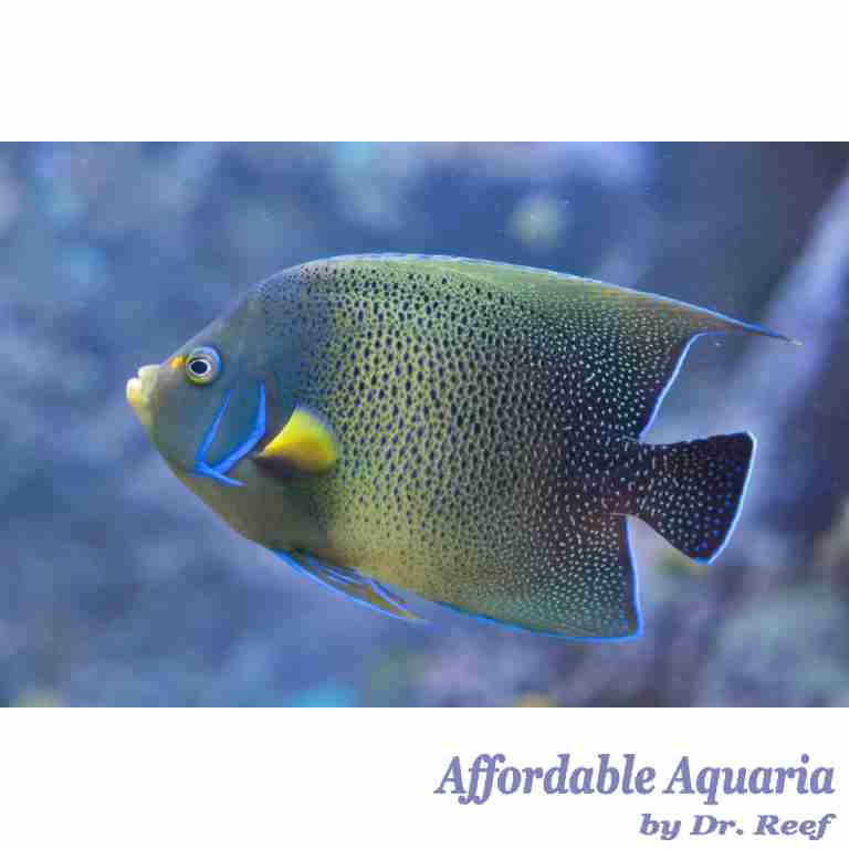 Koran Angelfish (Adult) | Affordable Aquaria