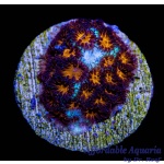 Leptastrea - Lucky Charms