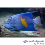 Maculosus Angelfish (Red Sea)