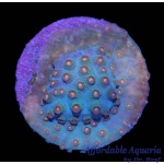 Cyphastrea - Meteor Shower