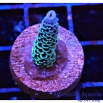 Acropora - Monsters Inc Millepora