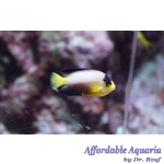 Multicolor Angelfish