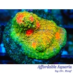 Chalice - Mummy Eye Echinophyllia