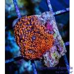 Mushroom Interstellar - Aussie