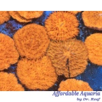 Fungai - Orange Metallic (Aussie)