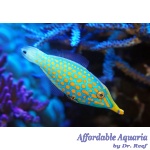 Orange Spotted Filefish