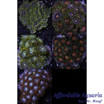 Zoanthid - Palau Assorted