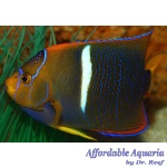 Passer Angelfish