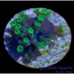 People Eater Astreopora