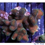 Stylophora -  Pink and Green