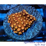 Pumpkin Patch Cyphastrea