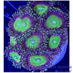 Zoanthid - Purple Candy Apple