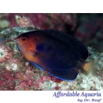 Pygmy Yellowtail Angelfish
