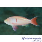 Red-Bar Anthias