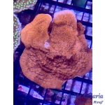 Montipora - Red Cap