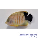 Red Stripe Angelfish