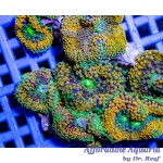 Ricordia Florida Orange