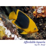 Rock Beauty Angelfish