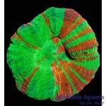 Scoly Ultra Bleeding Apple - Aussie