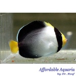 Singapore Angelfish
