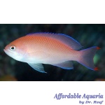 Stocky Anthias