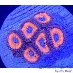 Zoanthid - Summer Lovin