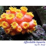 Sun Polyp (Orange/Yellow) Tubastrea Faulkneri