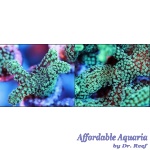 Birdsnest Thick Green Frag