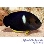 Tibicen Angelfish