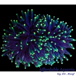 Torch Rasta - Aussie (Per Head)