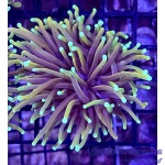 Torch - Golden Sunset (Per Head)