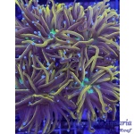 Torch - Green Center Gold (Per Head)