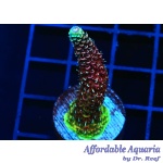 Acropora - Tricolor Millepora