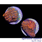 Chalice - Ultra Og Lava