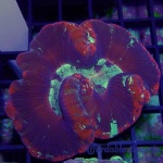 Brain Wells- Multicolor