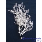 White Fan Gorgonian