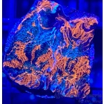 Chalice - Worlds Collide