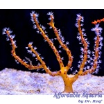 Yellow Finger Gorgonian