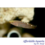 Court Jester Goby (Captive Bred)