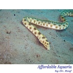 Gold Spotted Snake Eel
