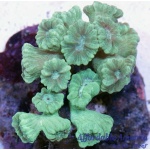 Mint Green CandyCane Coral Frag