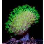 Mountain Dew Toadstool