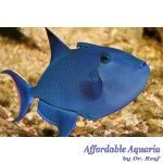 Niger Triggerfish