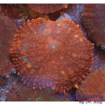 Mushroom - Orange Bullseye