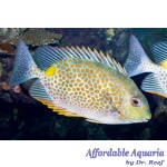 Orange Spot Rabbitfish