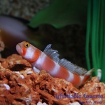 Pinkbar Goby