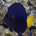 Purple Tang (Red Sea)