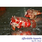 Pygmy Red Rooster Waspfish