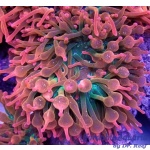 Watermelon Bubble Tip Anemone