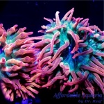 Acid Wash Rainbow Bubbletip Anemone